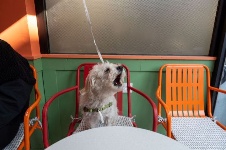犬と入れるカフェのイメージ