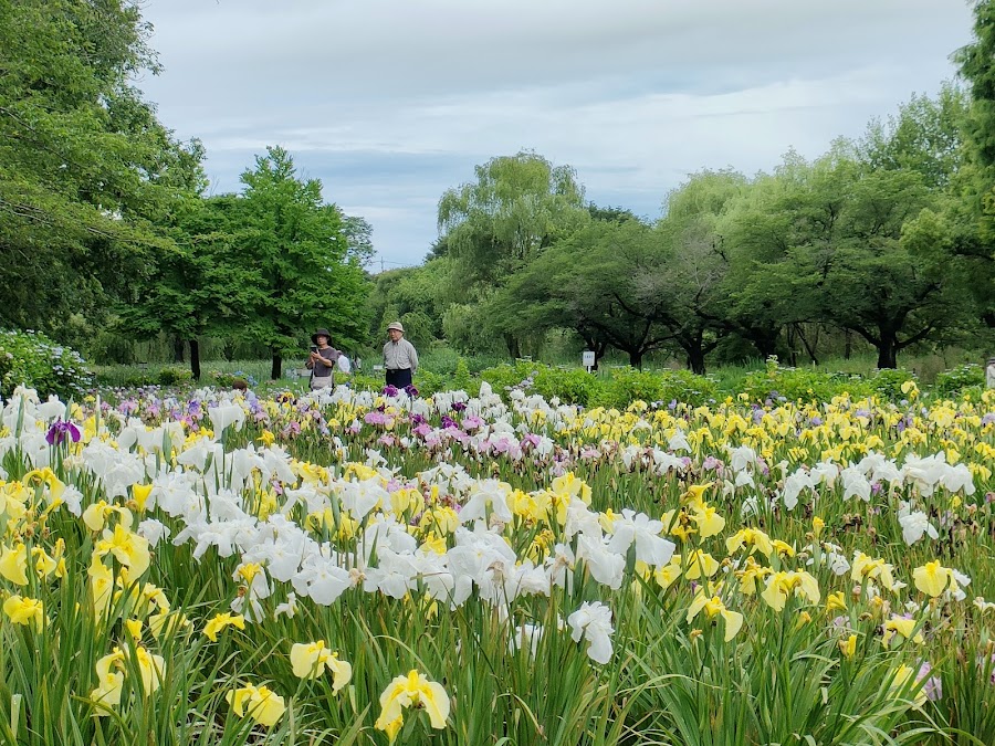 上尾丸山公園の写真
