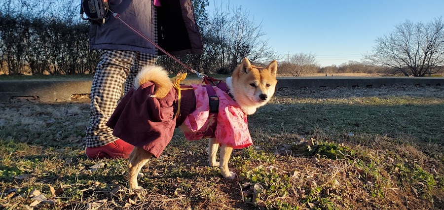 安比奈親水公園ドッグランの写真
