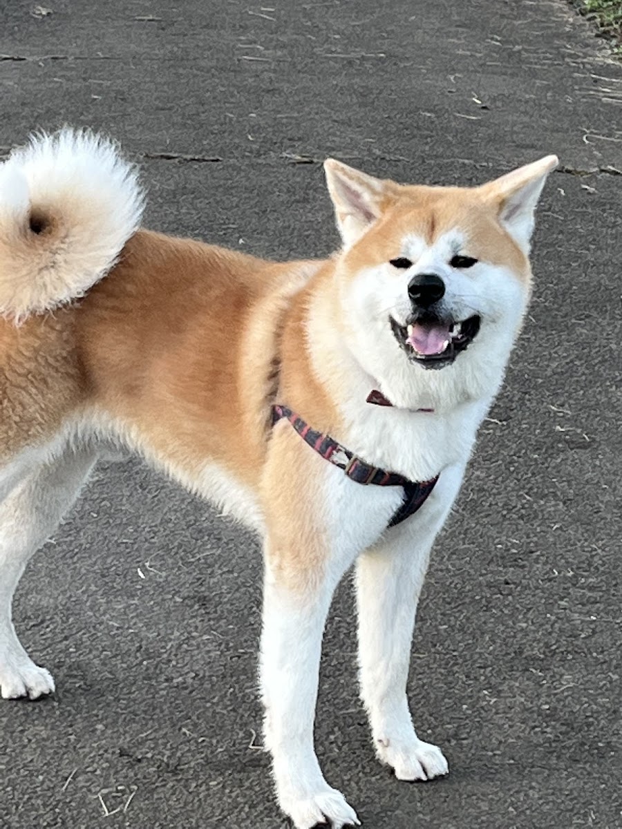 安比奈親水公園ドッグランの写真