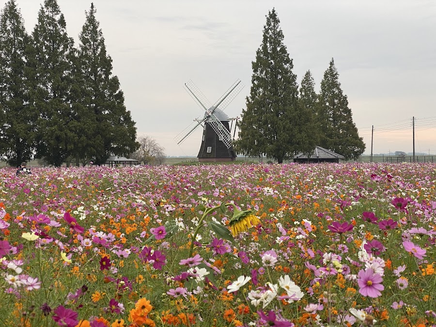 あけぼの山農業公園の写真