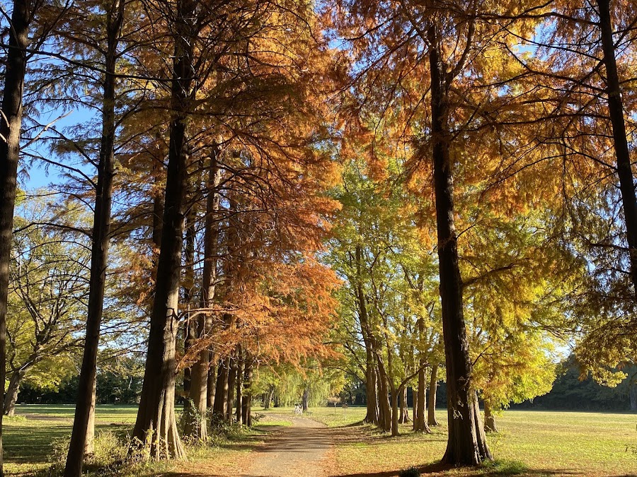 秋ヶ瀬公園の写真