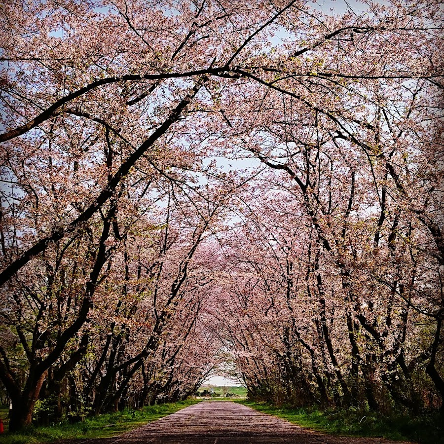 秋ヶ瀬公園の写真