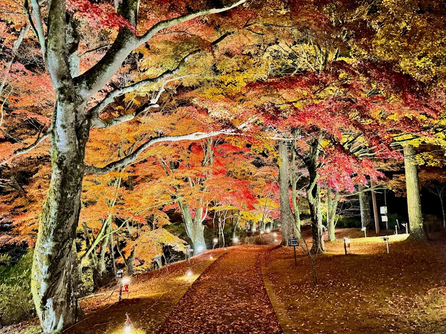 旭日丘湖畔緑地公園の写真