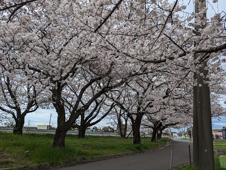 富士見市びん沼自然公園の写真