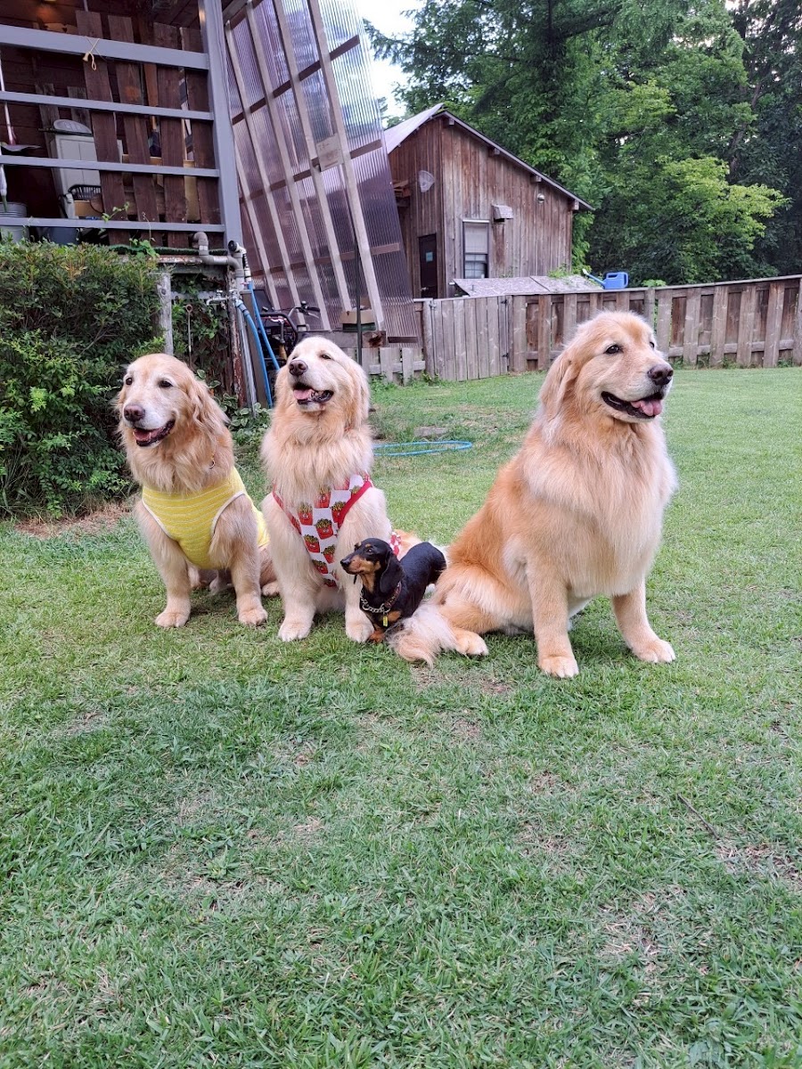 Romperdog Run&Siteの写真