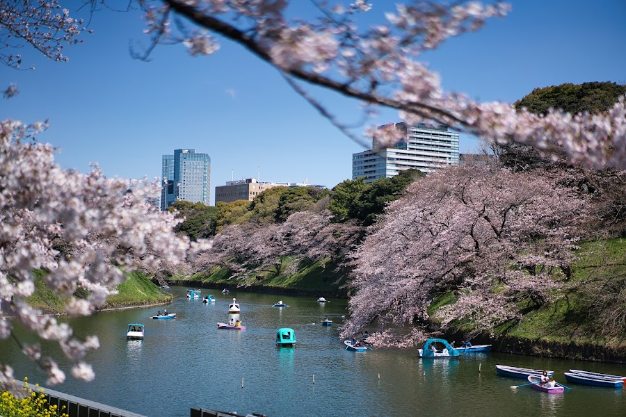 千鳥ヶ淵公園の写真
