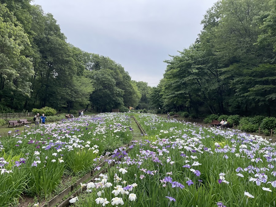 智光山公園の写真
