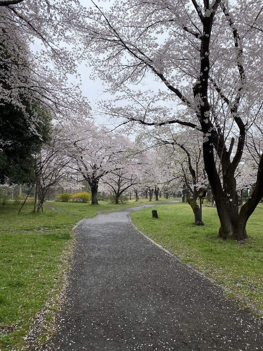智光山公園の写真