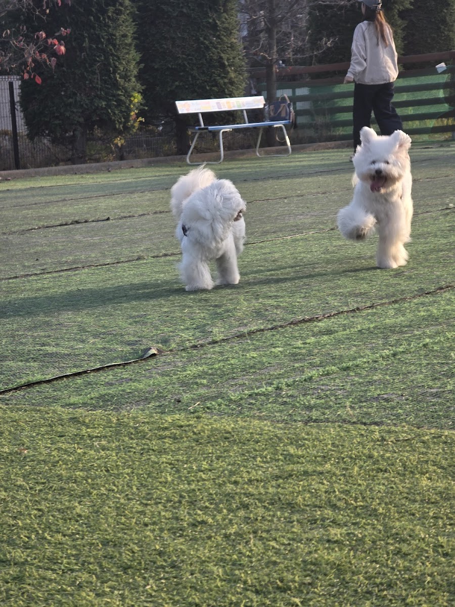 大林寺別院 DOG RUNの写真