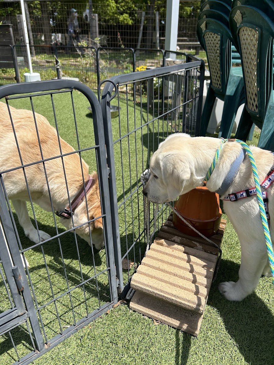 ドッグフォレスト湘南 木村植物園の写真