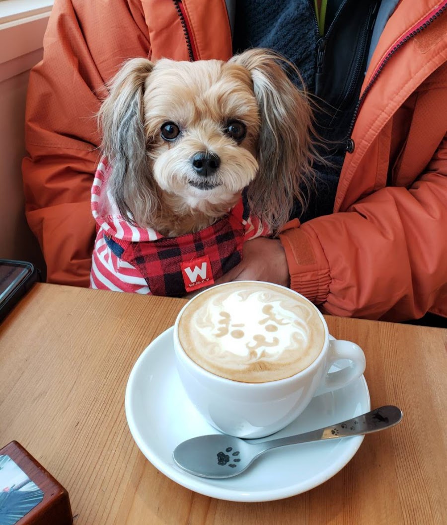 Dog Lineの写真