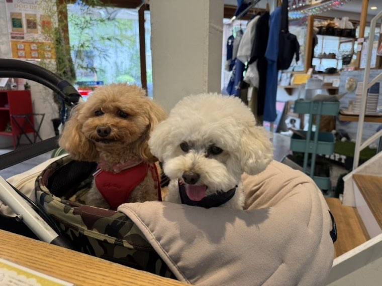 DOG DEPT GARDEN 港の見える丘公園店の写真