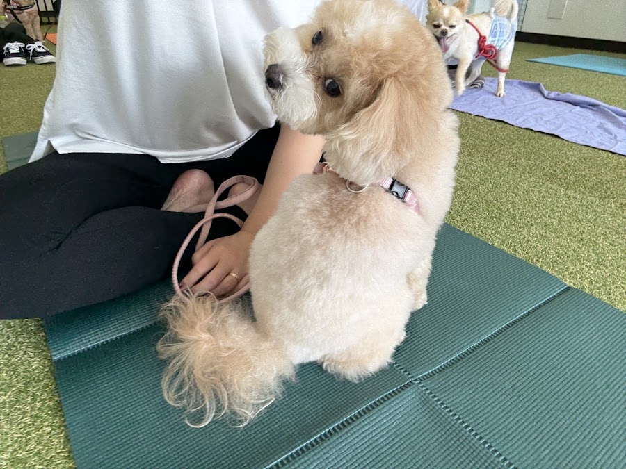Doggy's Camp（ドギーズキャンプ）室内ドッグランの写真