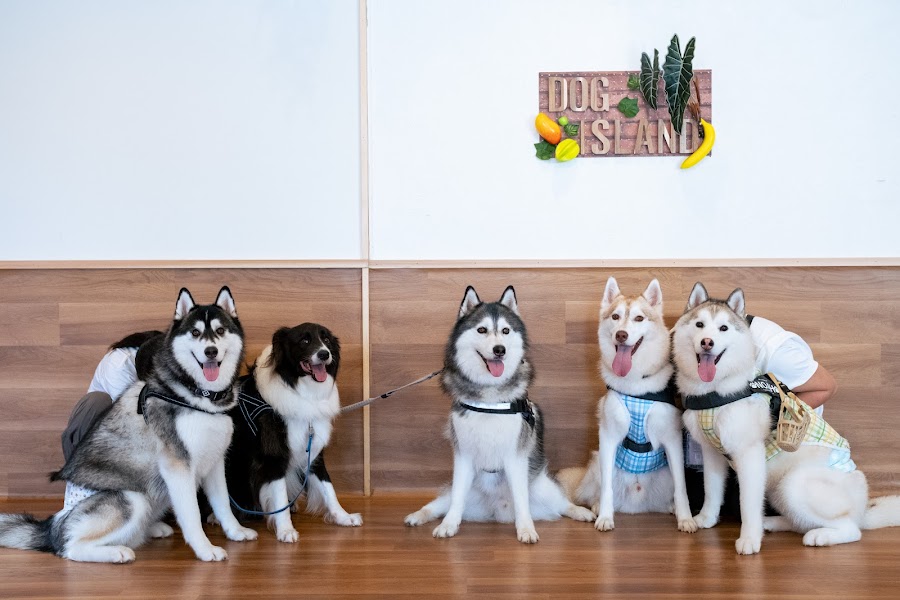 DOGISLAND瀬谷店の写真