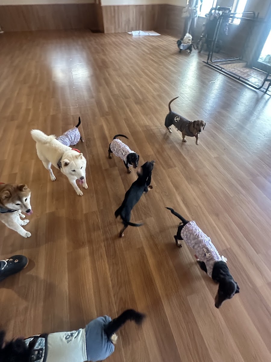 DOGISLAND瀬谷店の写真