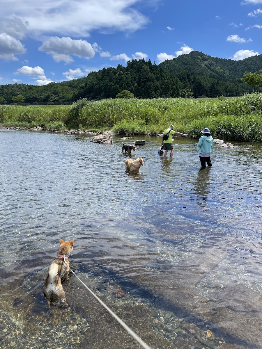 DOG PARK 山国の写真