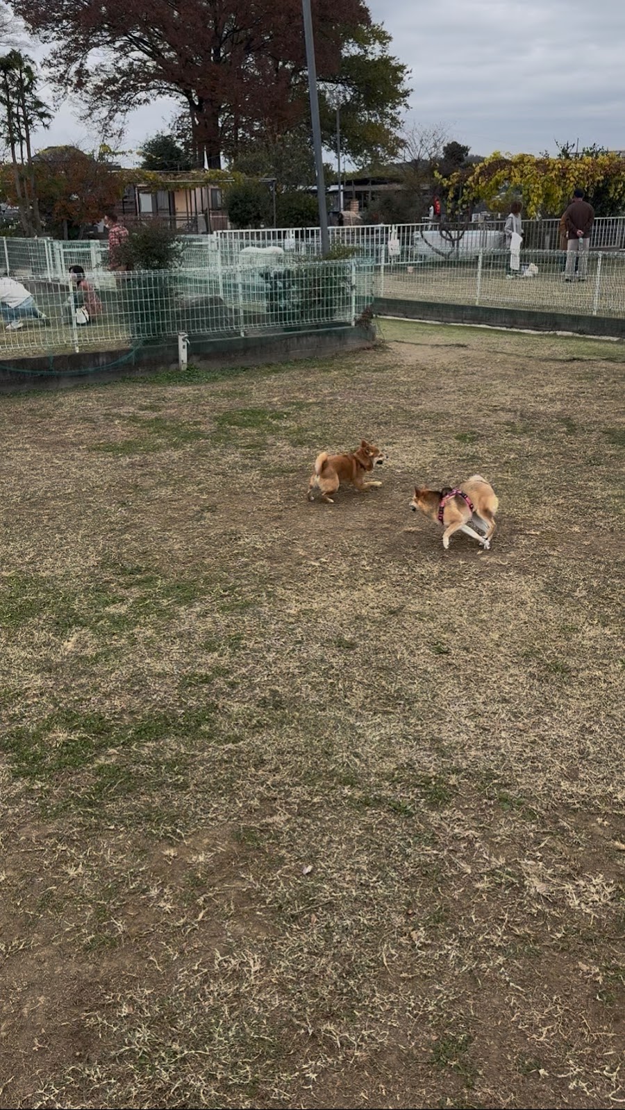 Dog Run & Cafe BLESSの写真