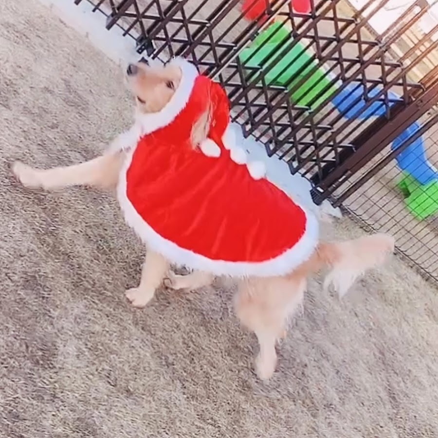 ドッグラン長野プライベートパークの写真