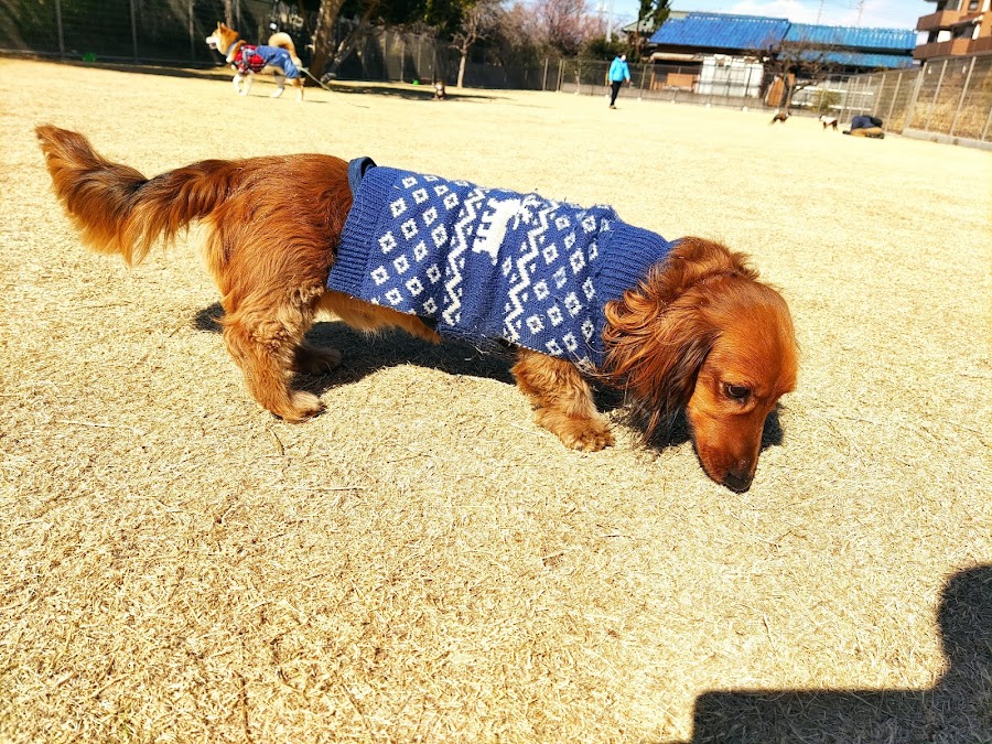 ドッグランさくらの写真