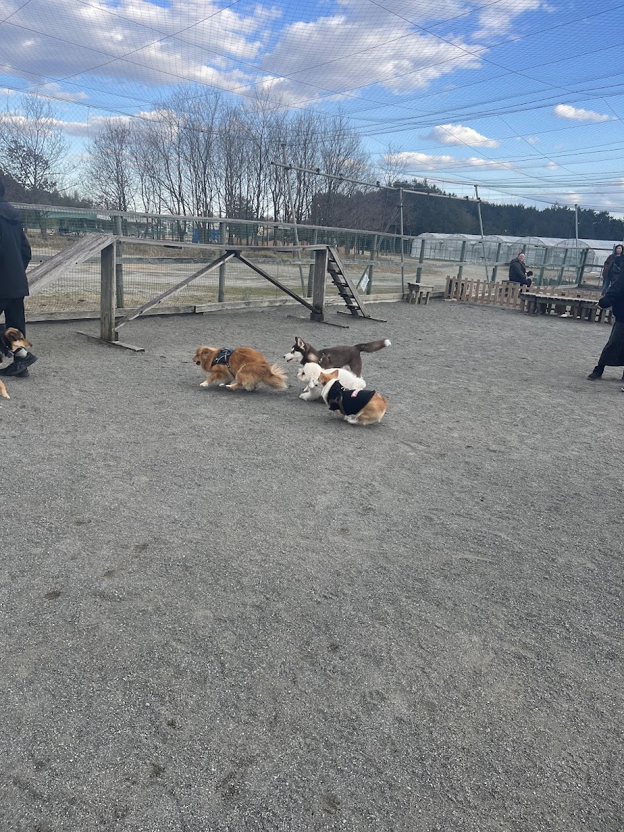 ドッグランたまごの写真
