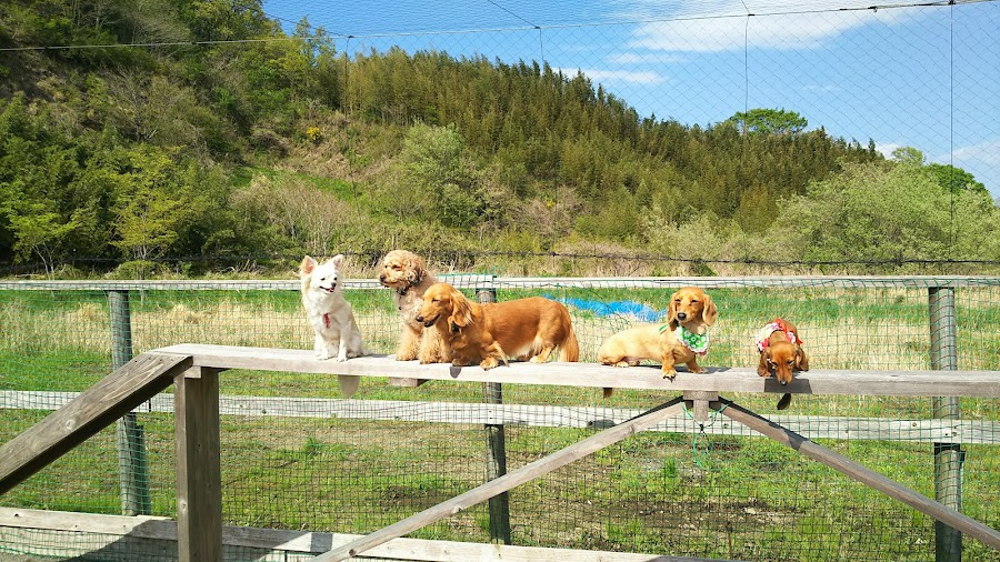 ドッグランたまごの写真