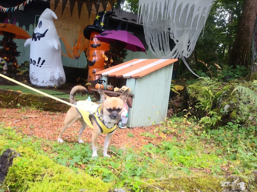 富士すばるランド ドギーパークの写真