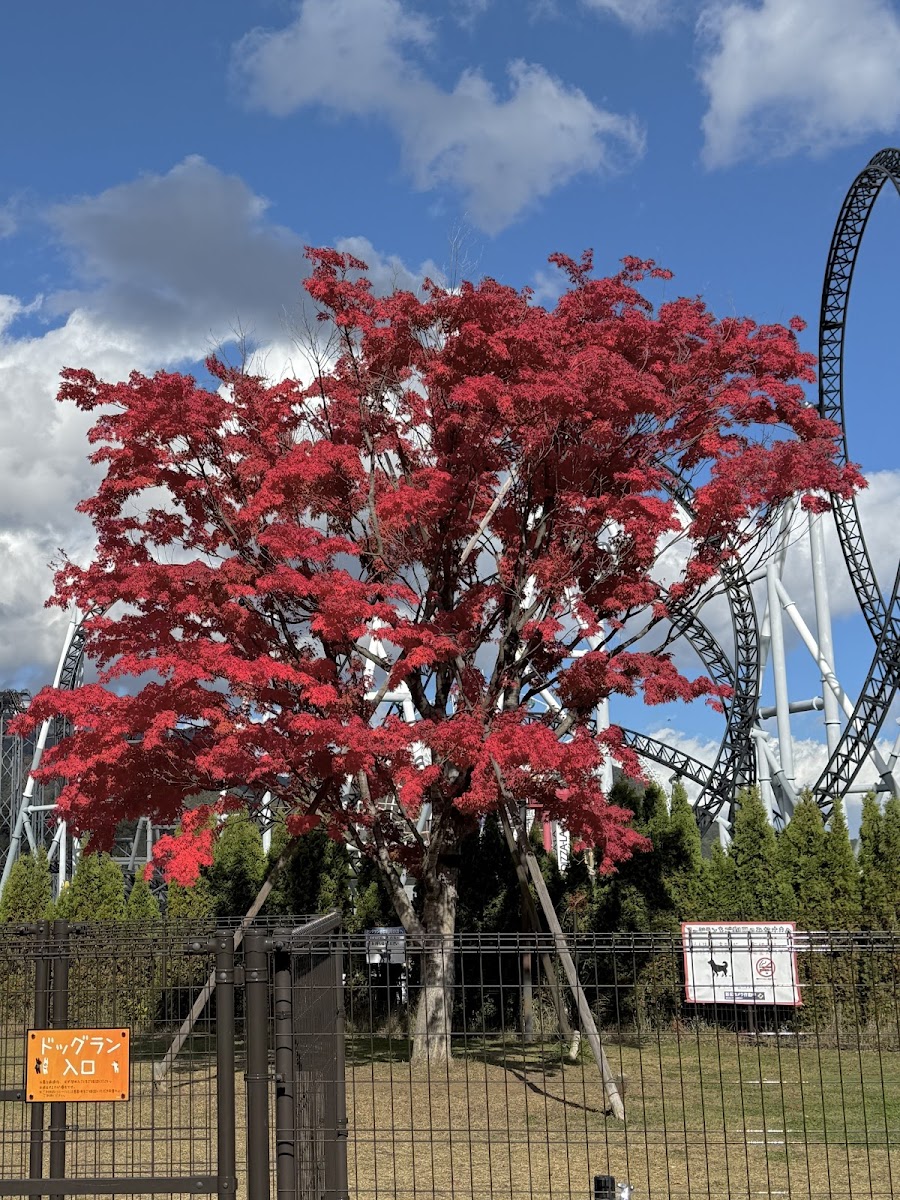 富士急ハイランド ドッグラン（リサとガスパール タウン）の写真