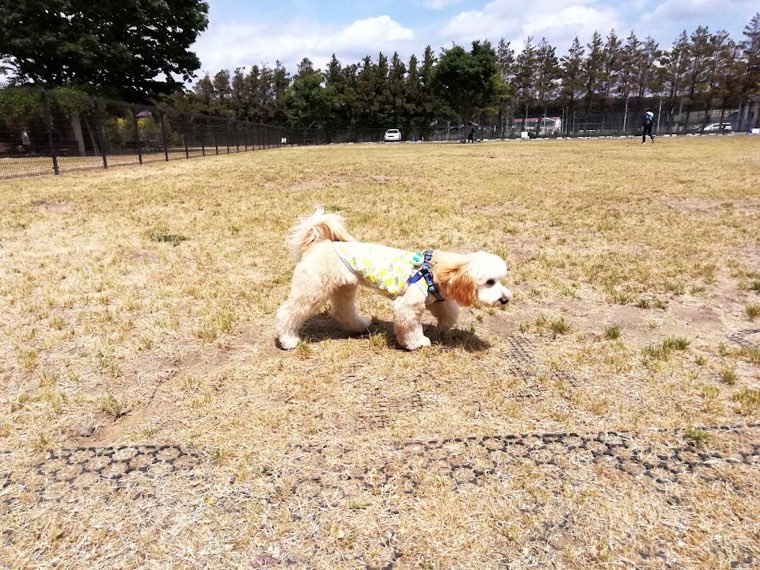 ふなばしアンデルセン公園ドッグランの写真