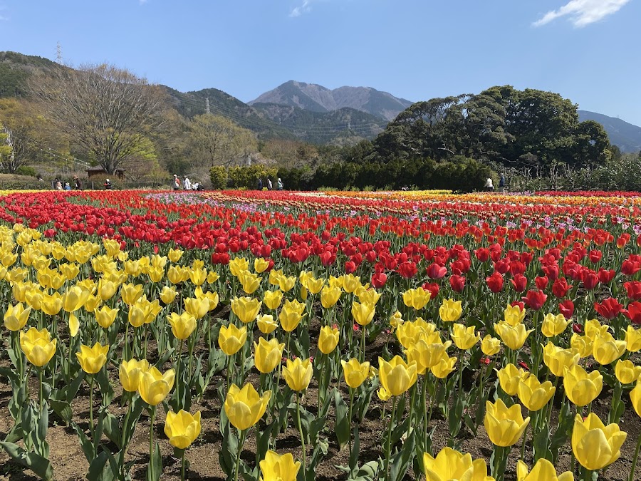 県立秦野戸川公園の写真