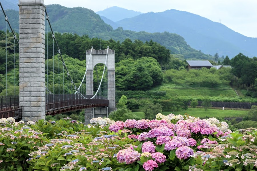 県立秦野戸川公園の写真
