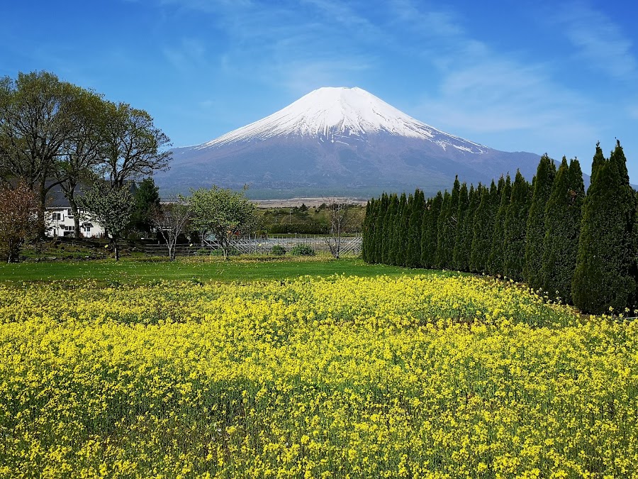 山中湖 花の都公園の写真