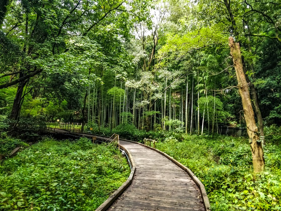 県立東高根森林公園の写真