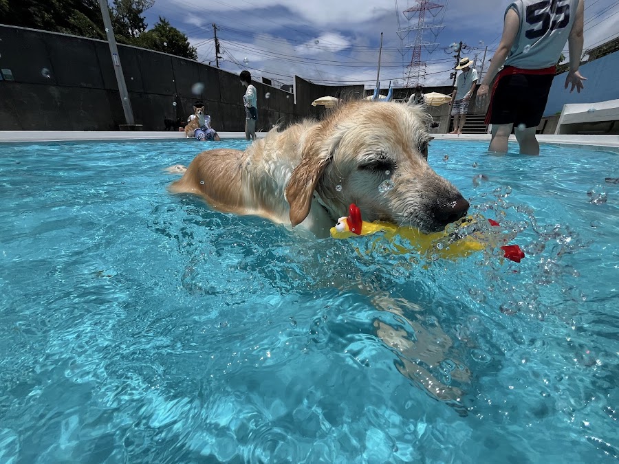 Highland DOG YARD（ハイランドドッグヤード）の写真