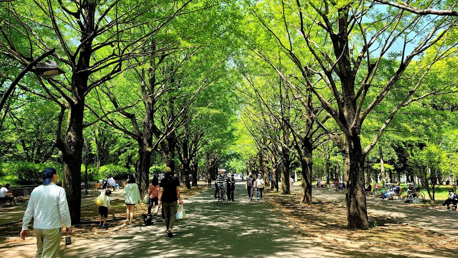 光が丘公園の写真