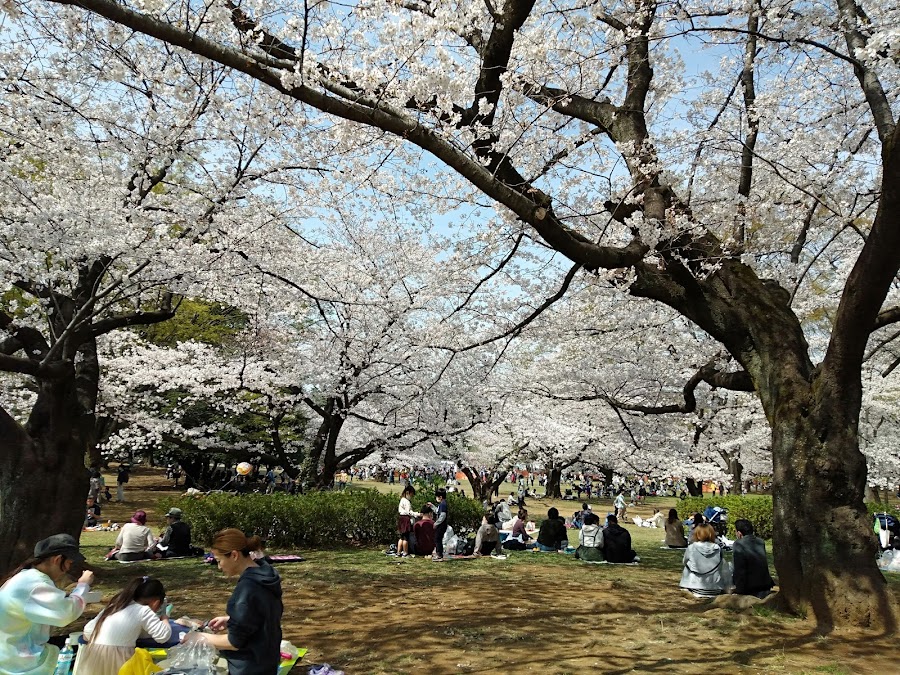 光が丘公園の写真