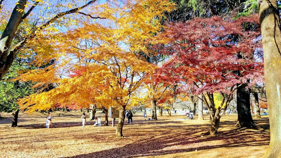 光が丘公園の写真