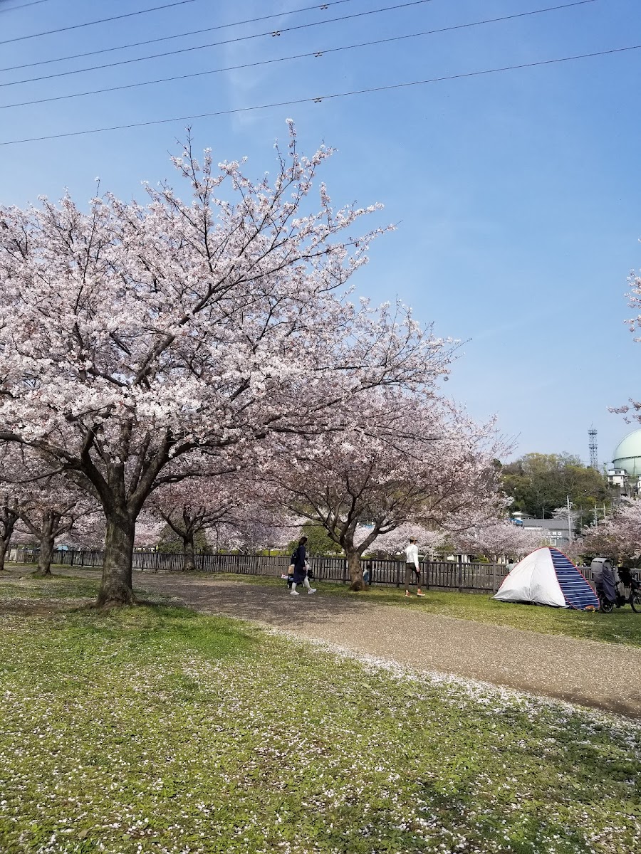 引地川親水公園ドッグパークの写真