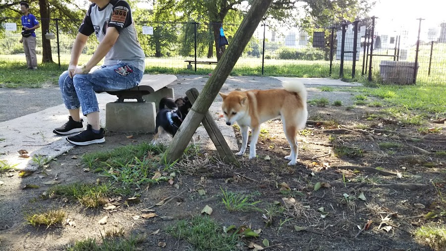 引地川親水公園ドッグパークの写真