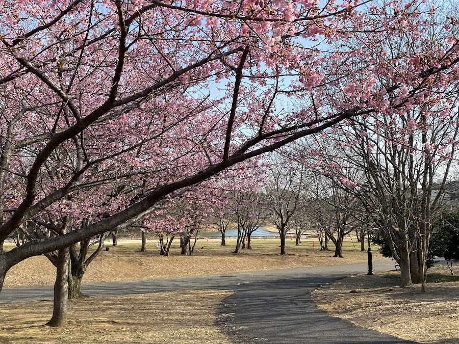 千葉県立 北総花の丘公園の写真