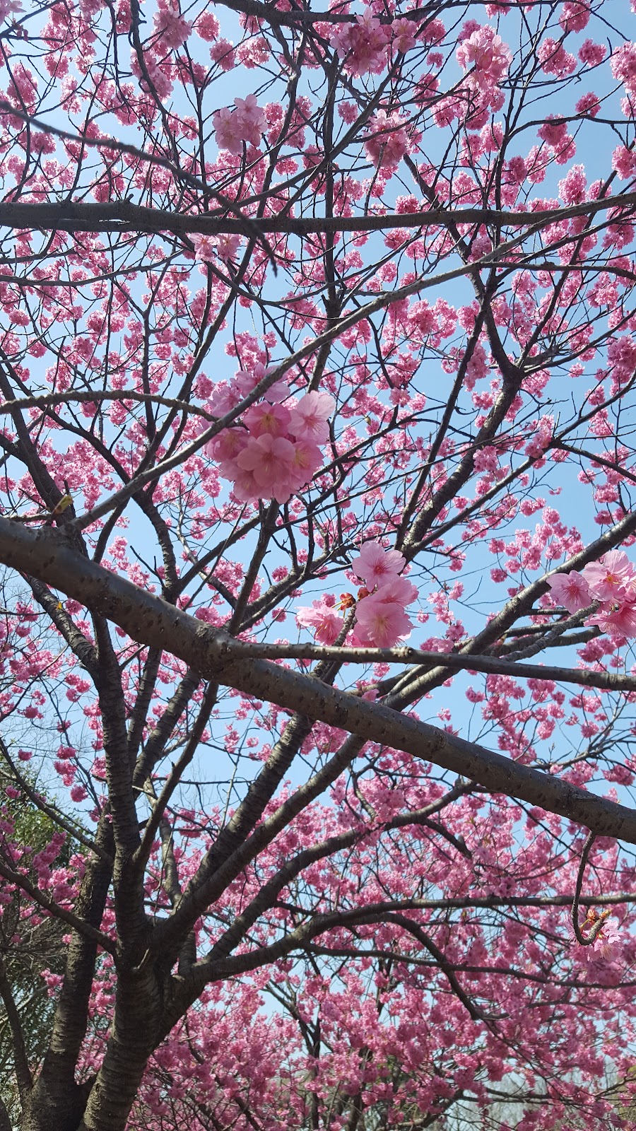 本牧山頂公園ドッグランの写真