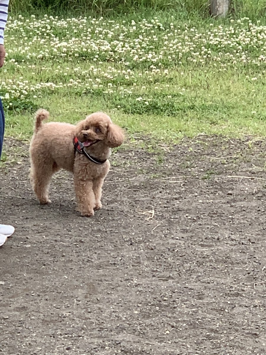 飯綱山公園 ドッグランの写真