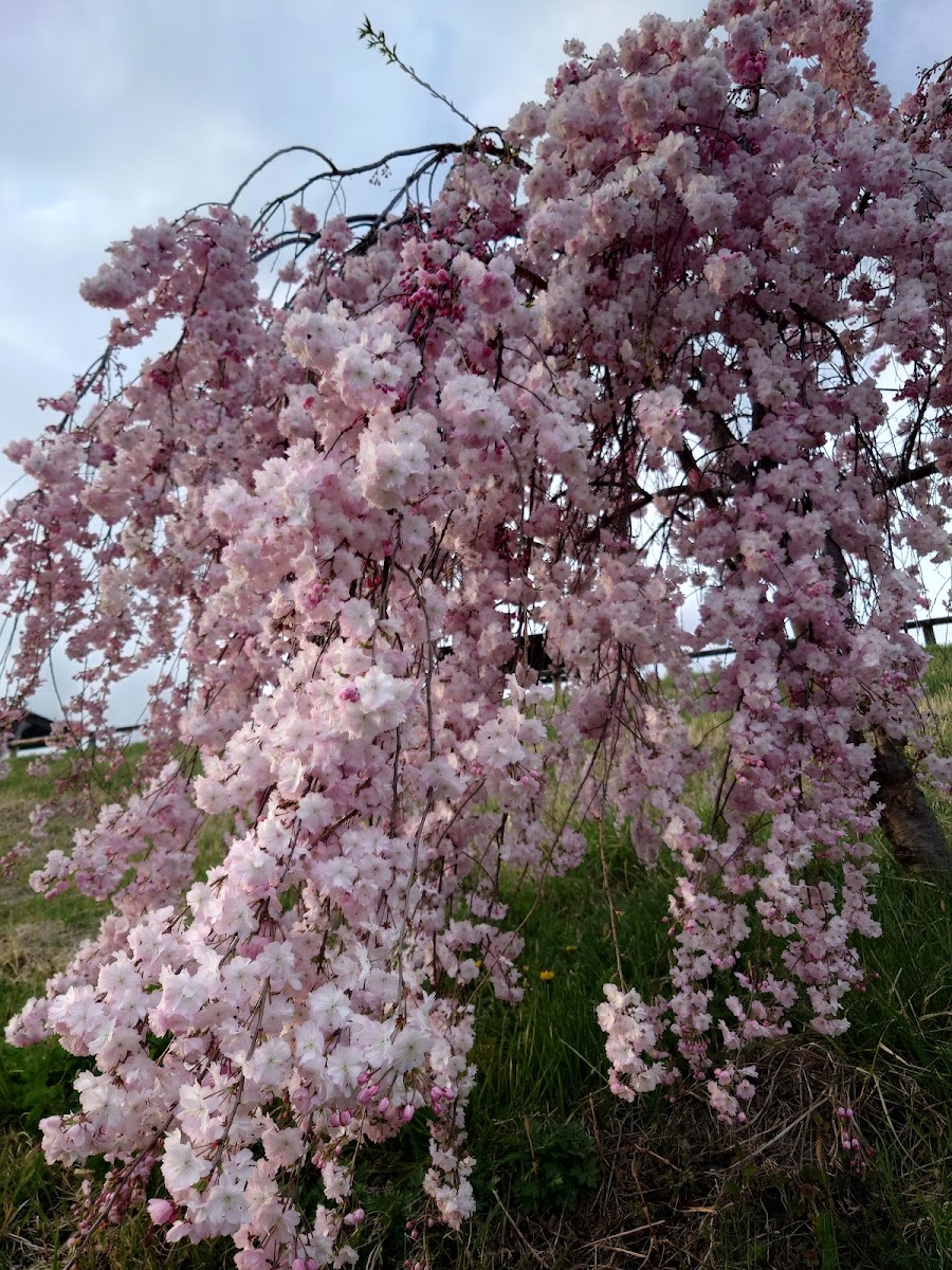 飯綱山公園 ドッグランの写真