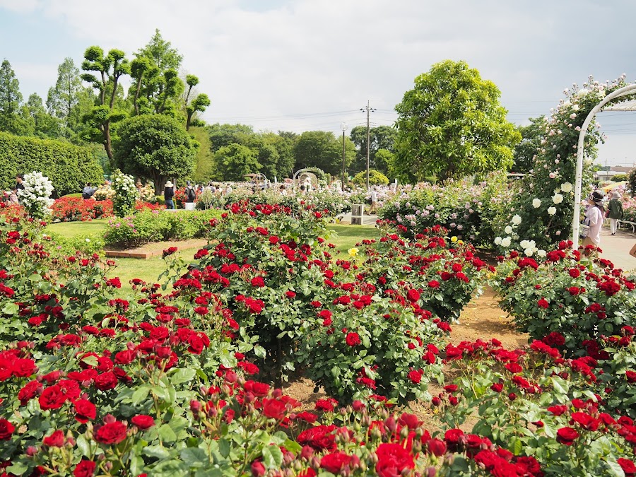 伊奈町制施行記念公園の写真