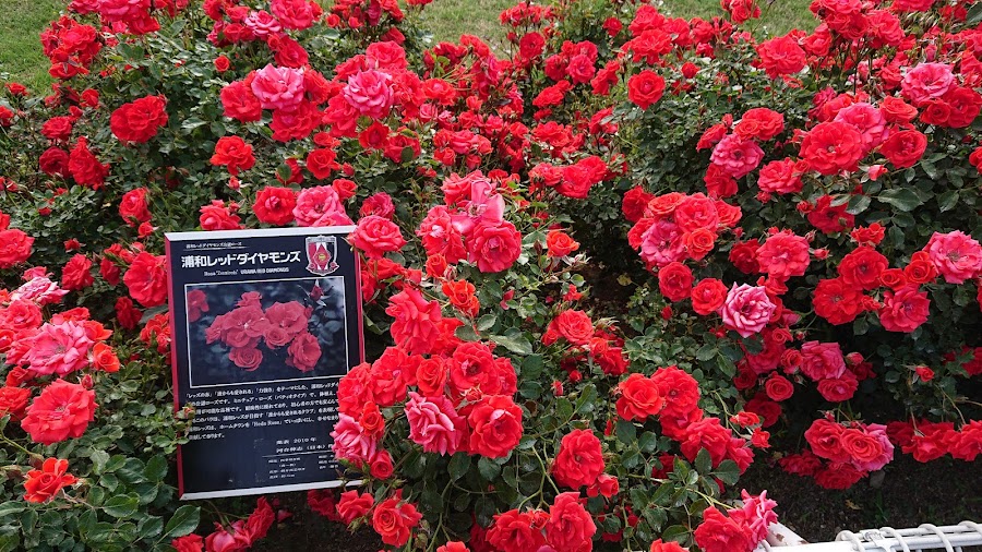 伊奈町制施行記念公園の写真