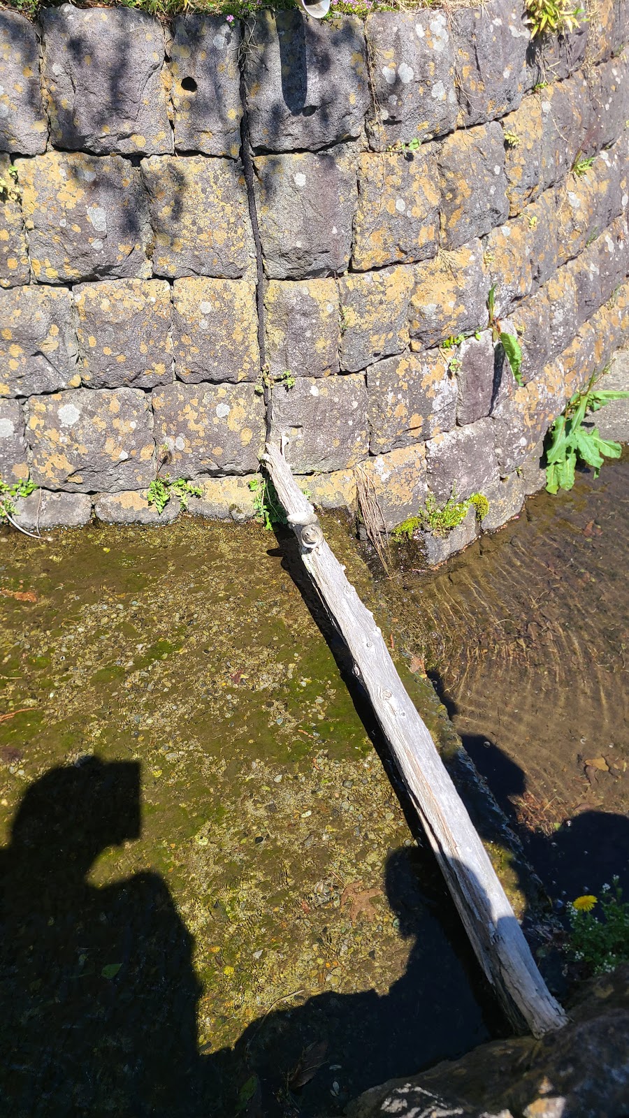 はびろ農業公園 みはらしファーム ドッグランの写真