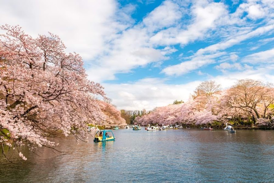 井の頭恩賜公園の写真