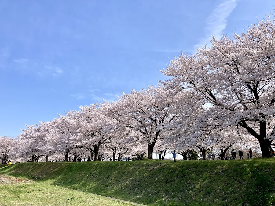 入間川にこにこテラス（河川敷中央公園）の写真
