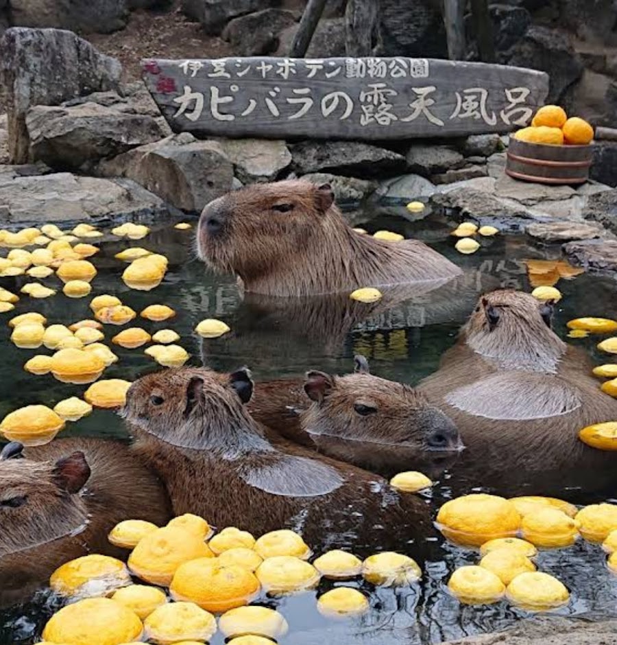 伊豆シャボテン動物公園の写真