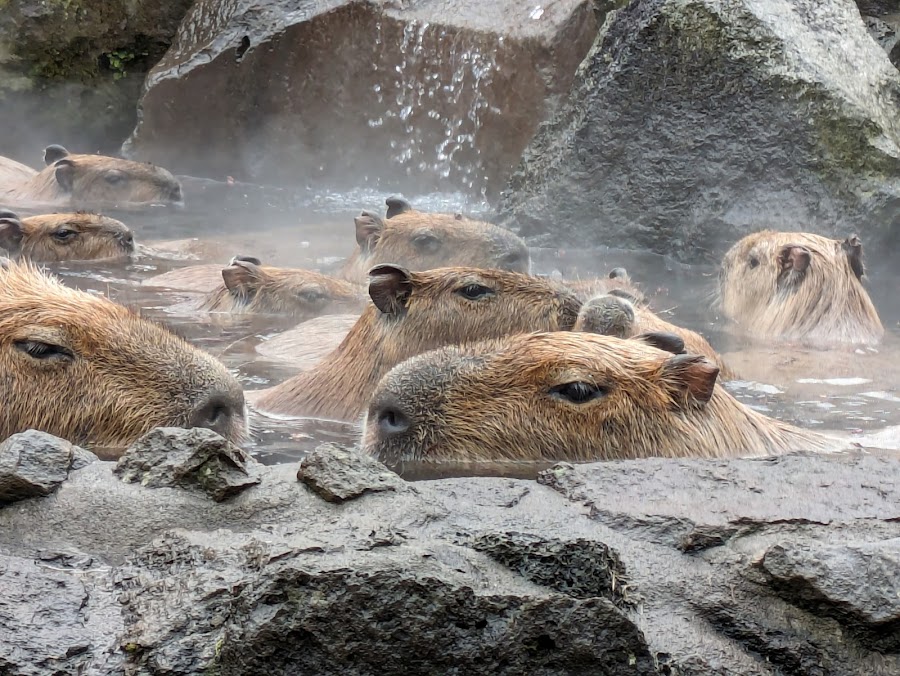伊豆シャボテン動物公園の写真